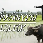 คนขี่หลังควาย