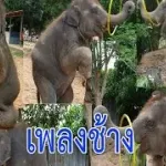 ช้าง ช้าง ช้าง