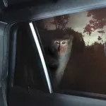 หมากแพง