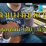 แมงมุมลาย