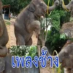 ช้าง ช้าง ช้าง